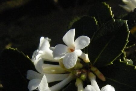Osmanthus delavayi 20-30 cm cont. 3,0L - afbeelding 1