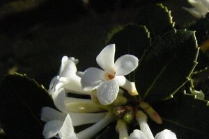 Osmanthus delavayi 20-30 cm cont. 3,0L - afbeelding 1