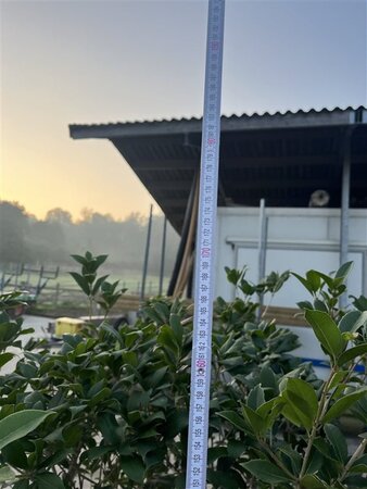 Osmanthus heterophyllus = aquifolium 200-250 cm cont. 90L multi-stem - image 2