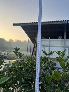 Osmanthus heterophyllus = aquifolium 200-250 cm cont. 90L multi-stem - image 2