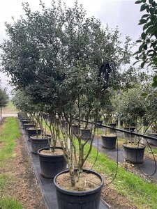 Osmanthus heterophyllus = aquifolium 200-250 cm cont. 90L multi-stem