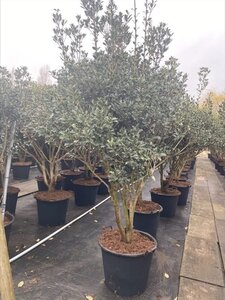 Osmanthus heterophyllus = aquifolium 200-250 cm draadkluit meerstammig