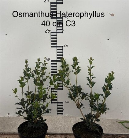 Osmanthus heterophyllus = aquifolium 30-40 cm cont. 3,0L - afbeelding 1