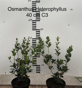 Osmanthus heterophyllus = aquifolium 30-40 cm cont. 3,0L - afbeelding 1