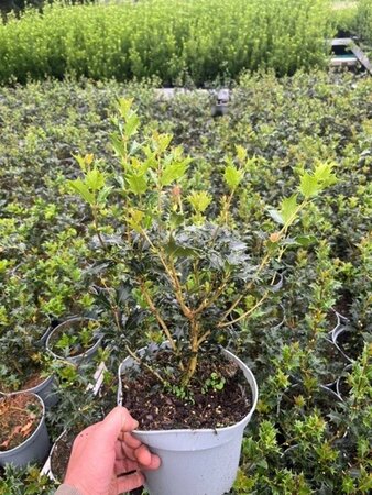 Osmanthus heterophyllus = aquifolium 30-40 cm cont. 3,0L - afbeelding 2