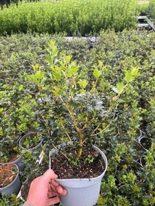 Osmanthus heterophyllus = aquifolium 30-40 cm cont. 3,0L - afbeelding 2
