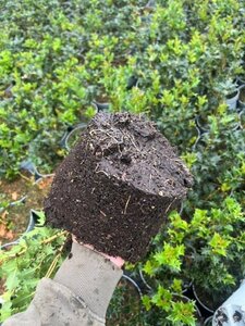 Osmanthus heterophyllus = aquifolium 30-40 cm cont. 3,0L - afbeelding 3