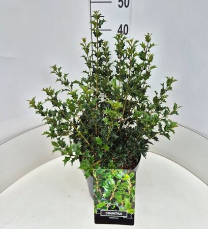 Osmanthus heterophyllus = aquifolium 40-50 cm cont. 10L - afbeelding 1