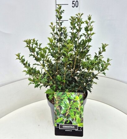 Osmanthus heterophyllus = aquifolium 40-50 cm cont. 10L - afbeelding 2