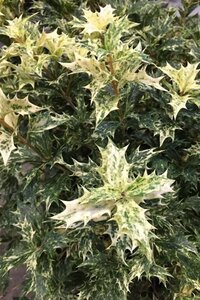 Osmanthus heter. 'Goshiki' 20-25 cm cont. 3,0L - afbeelding 1