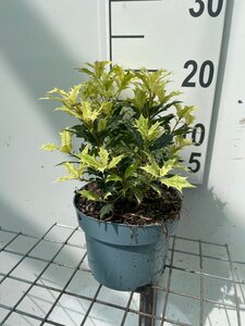 Osmanthus heter. 'Goshiki' geen maat specificatie cont. 2,0L