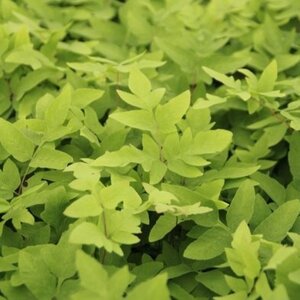 Osmunda regalis 'Purpurascens' geen maat specificatie 0,55L/P9cm - afbeelding 4