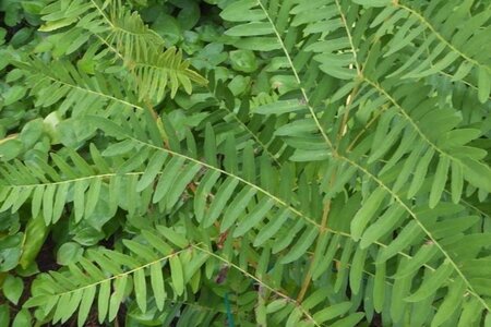 Osmunda regalis 'Purpurascens' geen maat specificatie 0,55L/P9cm - afbeelding 1
