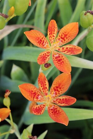 Pardancanda norrisii geen maat specificatie 0,55L/P9cm