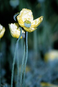 Papaver nudicaule geen maat specificatie 0,55L/P9cm