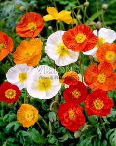 Papaver nudicaule geen maat specificatie 0,55L/P9cm - afbeelding 2