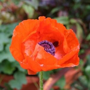 Papaver or. 'Brilliant' geen maat specificatie 0,55L/P9cm - afbeelding 1