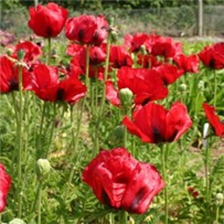 Papaver or. 'Brilliant' geen maat specificatie 0,55L/P9cm - afbeelding 2