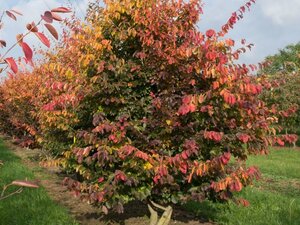 Parrotia persica 100-125 cm cont. 3,0L - afbeelding 7