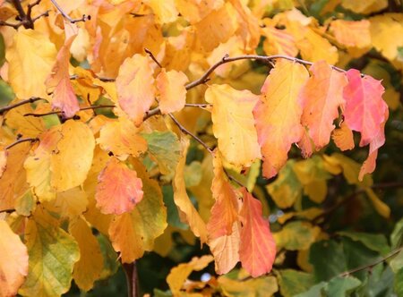 Parrotia persica 100-125 cm container - afbeelding 5