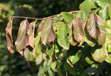 Parrotia persica 100-125 cm container - afbeelding 12