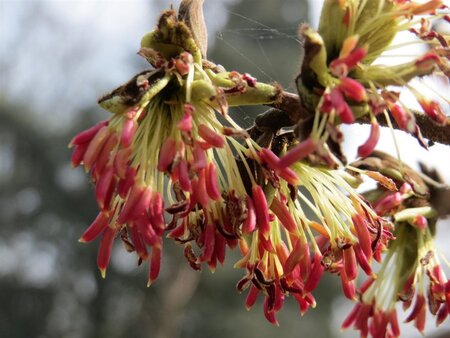 Parrotia persica 125-150 cm container - afbeelding 8