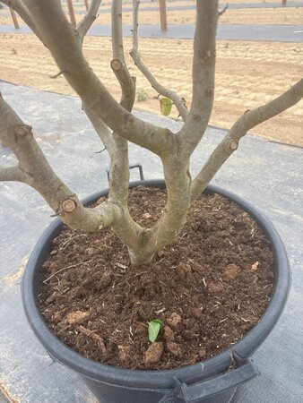 Parrotia persica 175-200 cm cont. 90L meerstammig - afbeelding 4