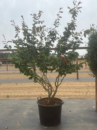 Parrotia persica 175-200 cm cont. 90L meerstammig - afbeelding 1