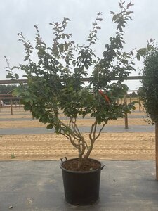 Parrotia persica 175-200 cm cont. 90L meerstammig - afbeelding 1