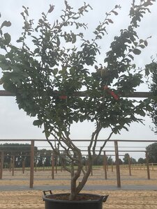 Parrotia persica 175-200 cm cont. 90L meerstammig - afbeelding 2
