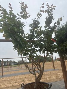 Parrotia persica 175-200 cm cont. 90L meerstammig - afbeelding 5
