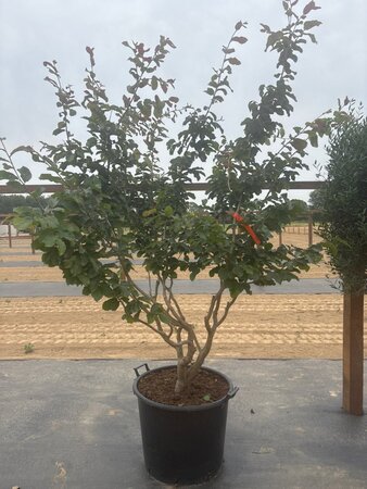 Parrotia persica 175-200 cm cont. 90L meerstammig - afbeelding 6