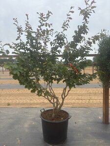 Parrotia persica 175-200 cm cont. 90L meerstammig - afbeelding 6