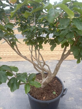 Parrotia persica 175-200 cm cont. 90L meerstammig - afbeelding 3