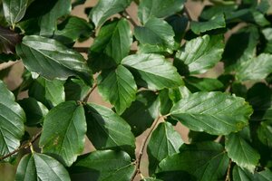 Parrotia persica 175-200 cm container - afbeelding 17