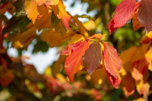 Parrotia persica 175-200 cm container - afbeelding 10