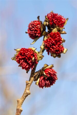 Parrotia persica 60-80 cm container - afbeelding 1