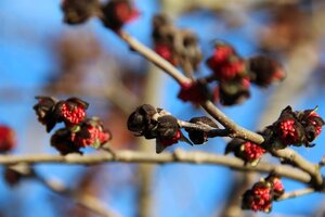 Parrotia persica 60-80 cm container - afbeelding 10