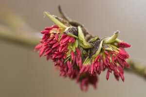 Parrotia persica 60-80 cm container - afbeelding 9