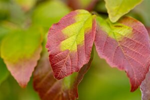 Parrotia persica 60-80 cm container - afbeelding 2
