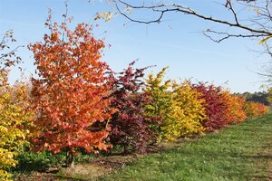 Parrotia persica 80-100 cm container - afbeelding 3