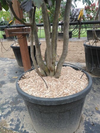 Parrotia persica 'Vanessa' 250-300 cm cont. 130L meerstammig - afbeelding 1