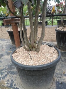 Parrotia persica 'Vanessa' 250-300 cm cont. 130L meerstammig - afbeelding 1