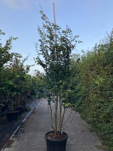Parrotia persica 'Vanessa' 250-300 cm cont. 130L meerstammig - afbeelding 3