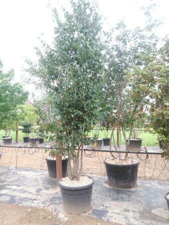 Parrotia persica 'Vanessa' 250-300 cm cont. 130L meerstammig - afbeelding 2