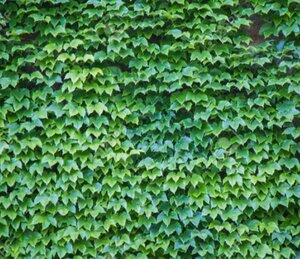 Parthenocissus tr. 'Veitchii' 150-175 cm cont. 5,0L