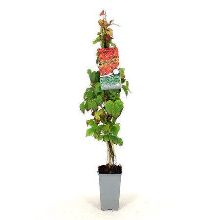 Parthenocissus tr. 'Veitchii' 80-100 cm cont. 2,0L - afbeelding 2