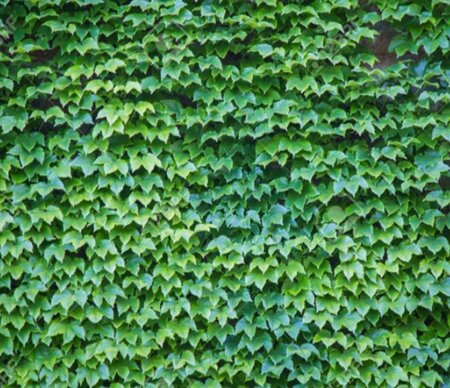 Parthenocissus tr. 'Veitchii' 80-100 cm cont. 2,0L - afbeelding 1