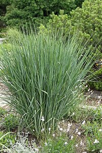 Panicum virgatum 'Cloud Nine' geen maat specificatie 0,55L/P9cm - afbeelding 3