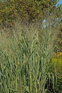 Panicum virgatum 'Dallas Blues' geen maat specificatie 0,55L/P9cm - afbeelding 3
